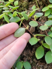 Codonanthe devosiana