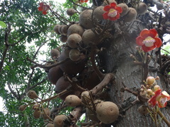 Couroupita guianensis