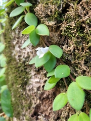 Codonanthe devosiana