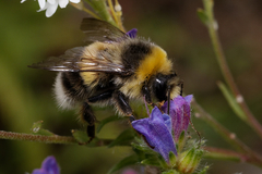 Bombus