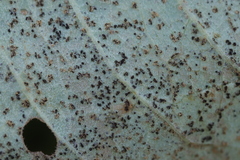 Puccinia bistortae