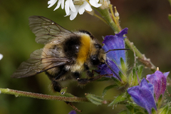 Bombus