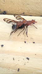 Tritoxa