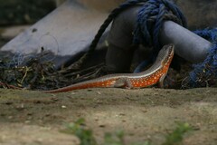 Trachylepis perrotetii