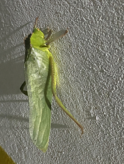 Steirodon dentatum
