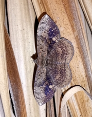 Hemeroblemma malitiosa