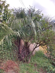 Butia capitata