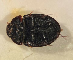 Limnohydrobius melaenus