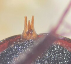 Limnohydrobius melaenus