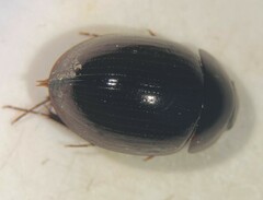 Limnohydrobius melaenus