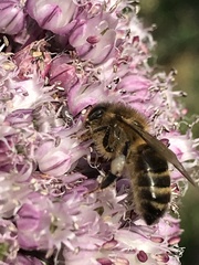 Apis mellifera