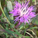 Rough Star-Thistle - Photo no rights reserved, uploaded by Peter de Lange