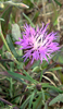 Rough Star-Thistle - Photo no rights reserved, uploaded by Peter de Lange