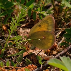 Colias canadensis