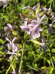 Saponaria officinalis