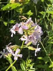 Saponaria officinalis