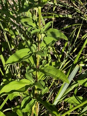 Saponaria officinalis