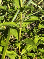 Saponaria officinalis