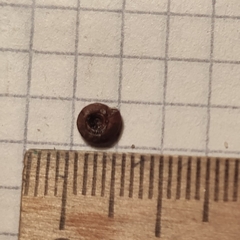 Bathyomphalus contortus