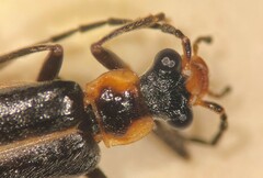 Podabrus intrusus
