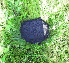 Spalax microphthalmus
