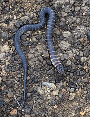 Erythrolamprus epinephalus pseudocobella