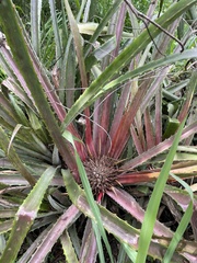Bromelia hemisphaerica