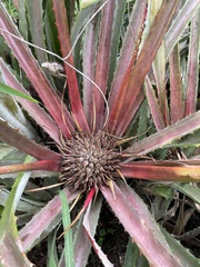 Bromelia hemisphaerica