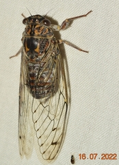 Cicada barbara