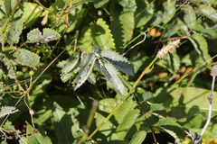 Podosphaera ferruginea