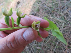 Epipactis dunensis