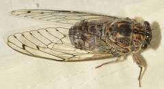 Cicada barbara