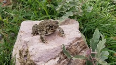 Anaxyrus compactilis