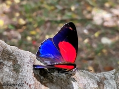 Callicore texa titania