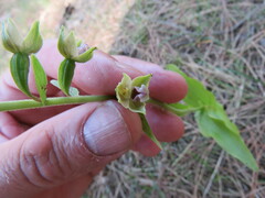 Epipactis dunensis