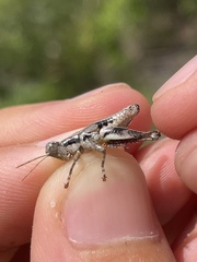 Melanoplus indicifer