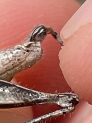 Melanoplus indicifer