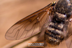Chrysanthrax vanus