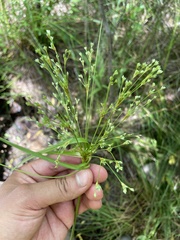 Scirpus cyperinus