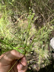 Scirpus cyperinus
