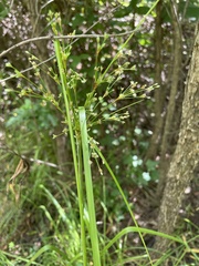 Scirpus cyperinus