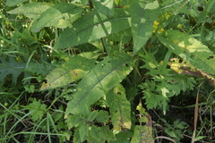 Coleosporium senecionis