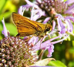 Atalopedes campestris huron