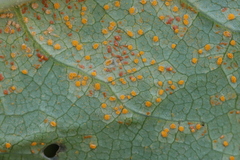 Coleosporium senecionis