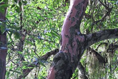 Eugenia pyriformis