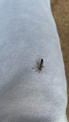 Neomochtherus pallipes