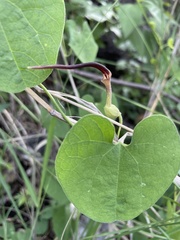 Aristolochia styoglossa