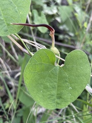Aristolochia styoglossa