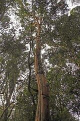 Eugenia pyriformis
