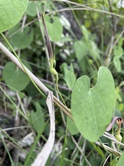 Aristolochia styoglossa